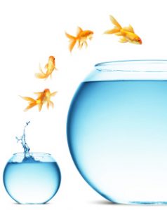 A goldfish jumping out of the water of small bowl to larger bowl.